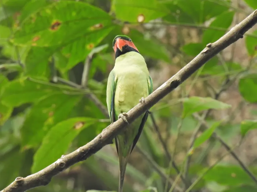 File:Psittacula longicauda 257714605.jpg
