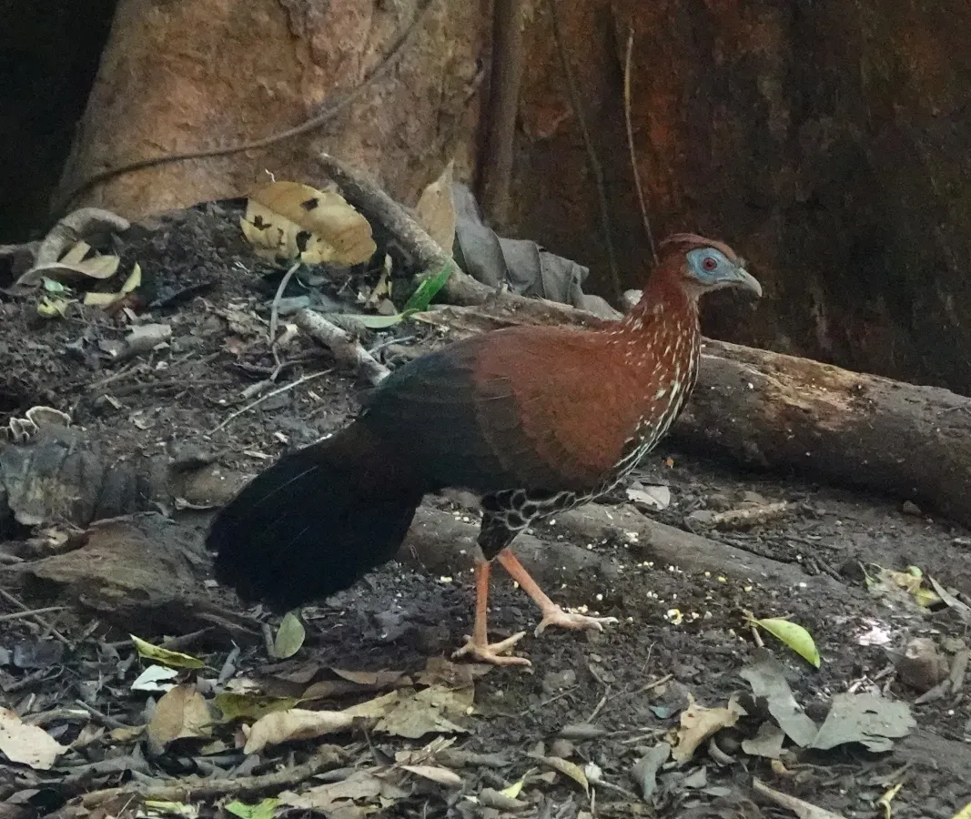 File:Lophura ignita 229942605.jpg
