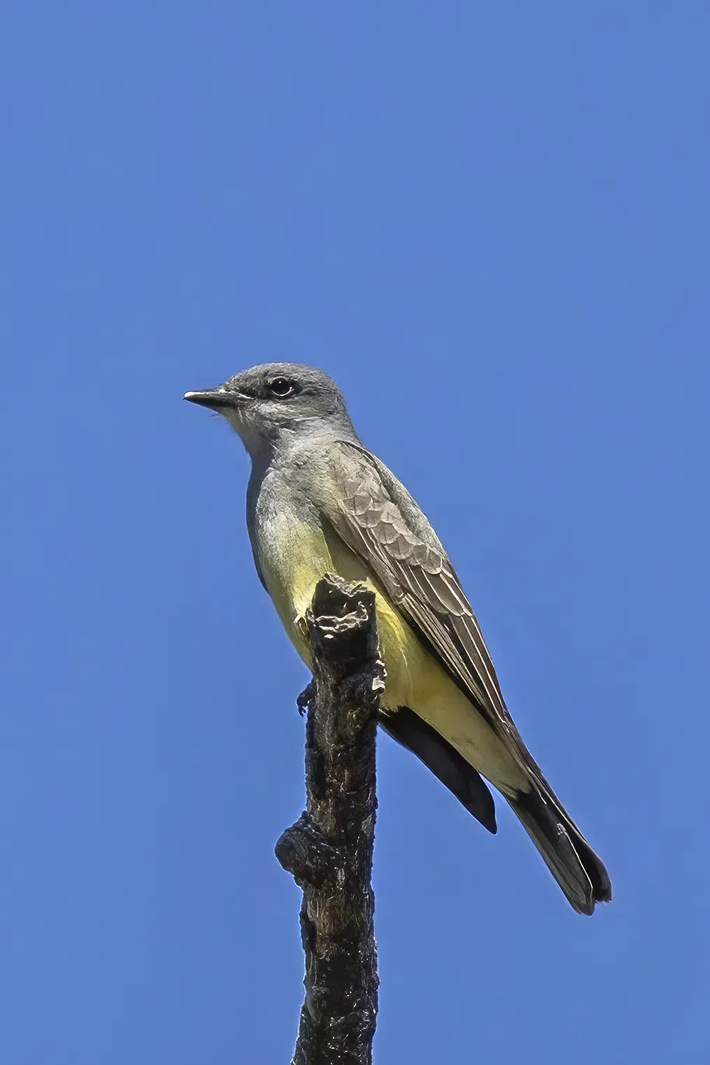 File:Cassin's kingbird (Tyrannus vociferans) Almoloya.jpg
