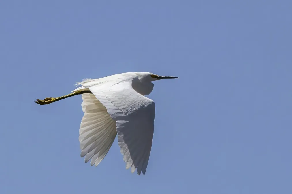 File:Snowy egret (Egretta thula) in flight Almoloya.jpg