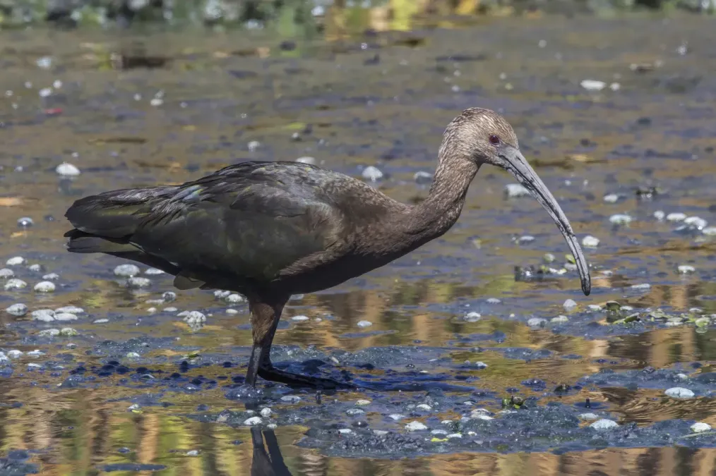 File:White-faced ibis (Plegadis Chihi) non breeding Almoloya.jpg