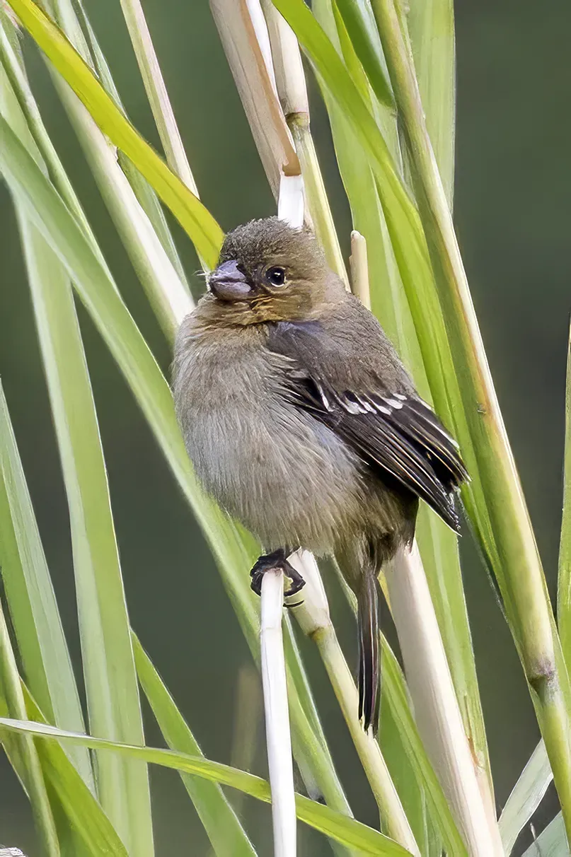 File:Morelet's seedeater (Sporophila morelleti morelleti) female Palopo.jpg