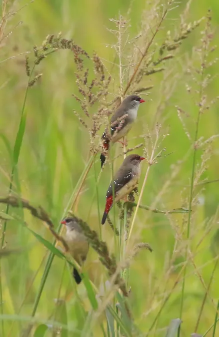 File:Red avadavat or red munia (Amandava amandava).jpg