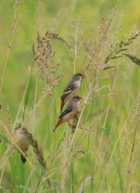 File:Red avadavat or red munia (Amandava amandava),.jpg