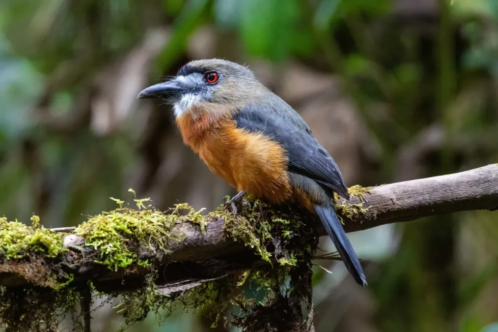 File:Hapaloptila castanea 111866228.jpg