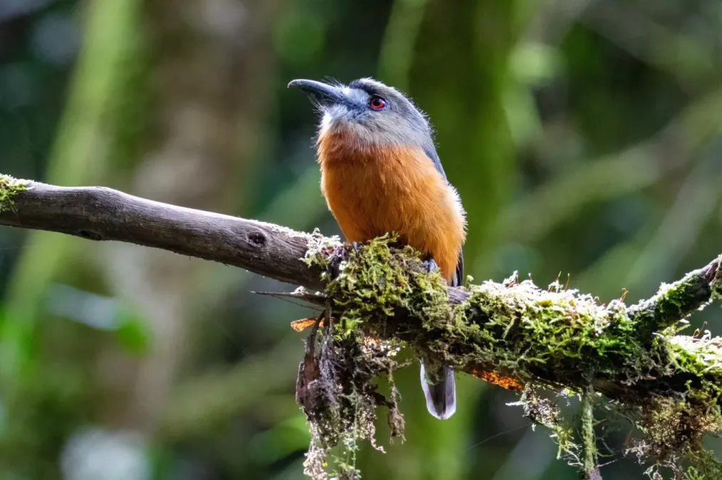 File:Hapaloptila castanea 111866201.jpg
