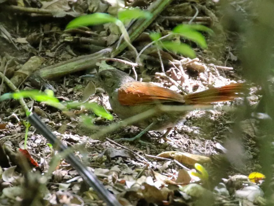 File:Synallaxis maranonica 119779653 (cropped).jpg