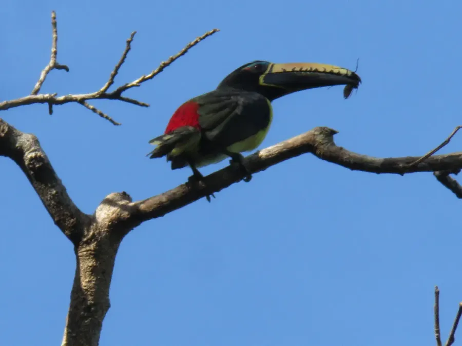 File:Pteroglossus inscriptus 249078801.jpg