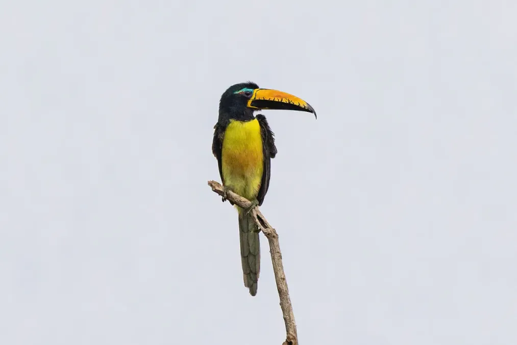 File:Pteroglossus inscriptus 206662639.jpg