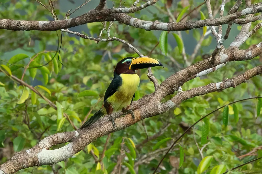 File:Pteroglossus inscriptus 206662670.jpg