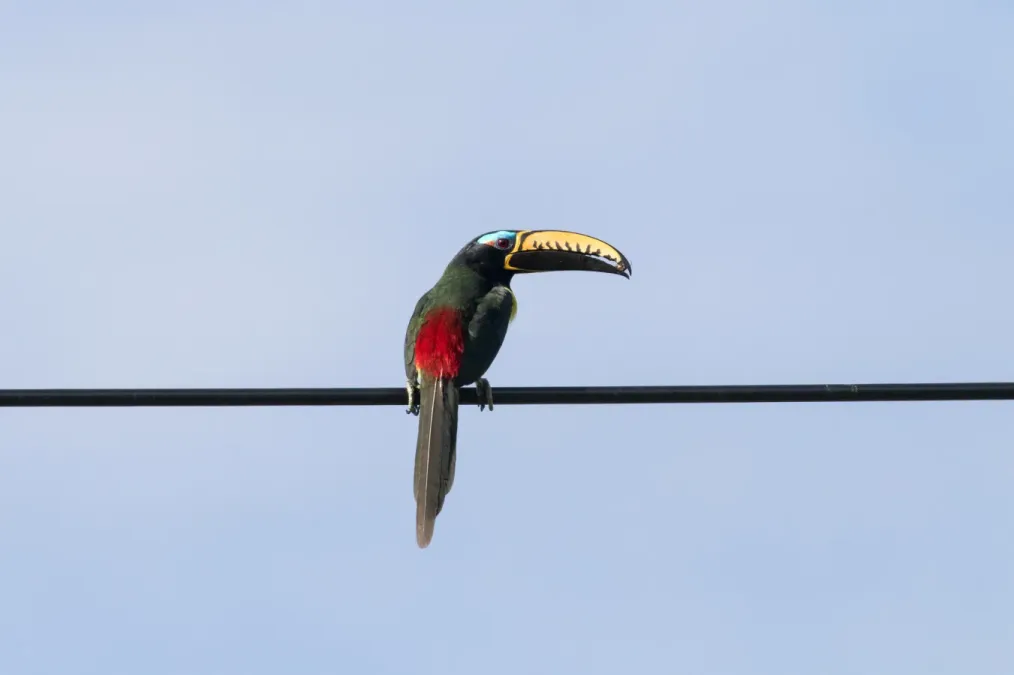 File:Pteroglossus inscriptus 113295824.jpg