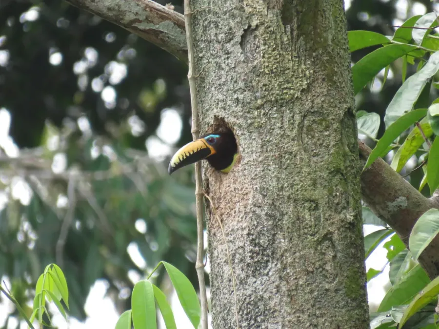File:Pteroglossus inscriptus 58214765.jpg