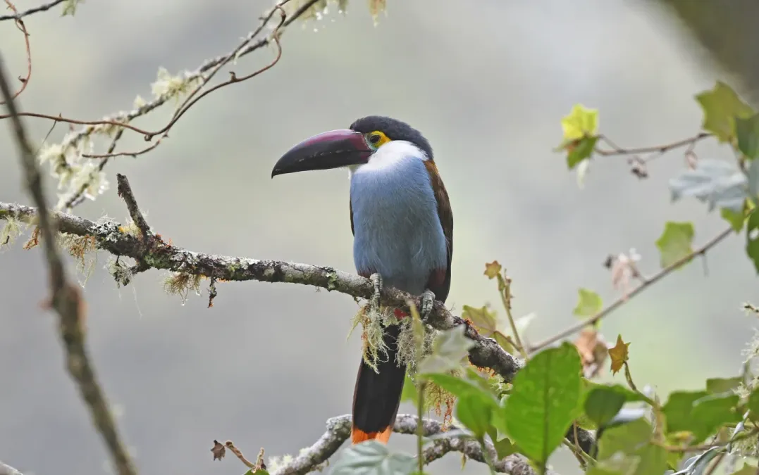 File:Andigena nigrirostris 240094875.jpg
