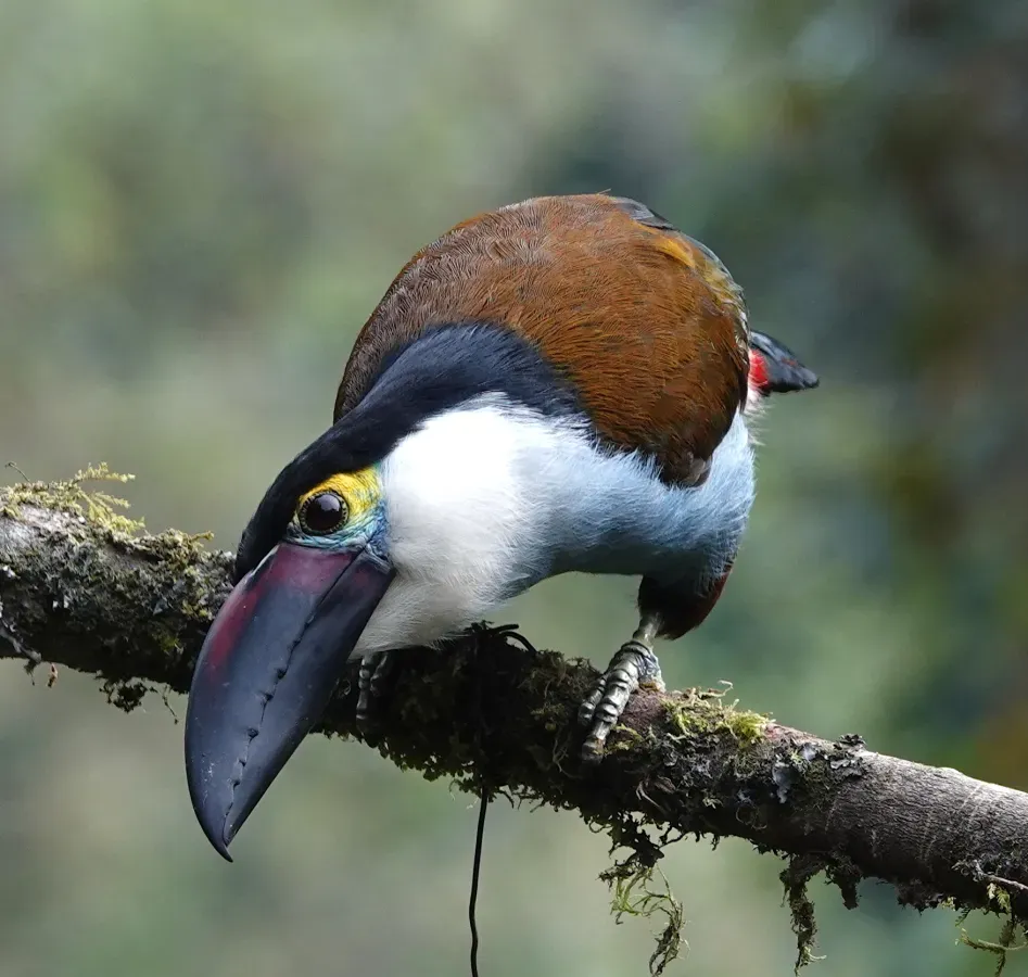File:Andigena nigrirostris 173401700.jpg