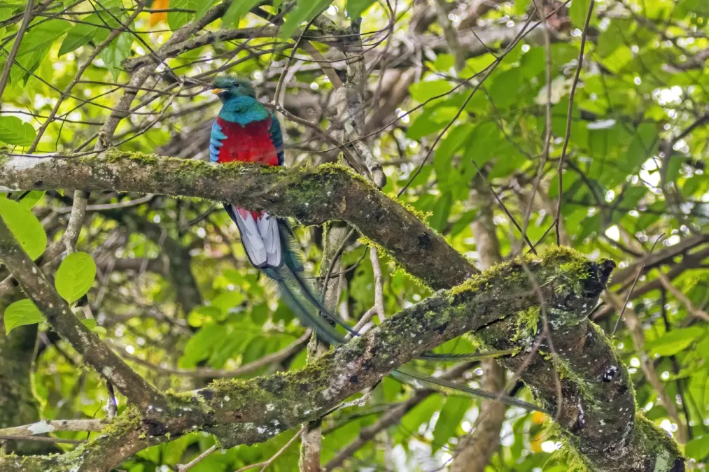 File:Resplendent quetzal (Pharomachrus mocinno) male 3.jpg