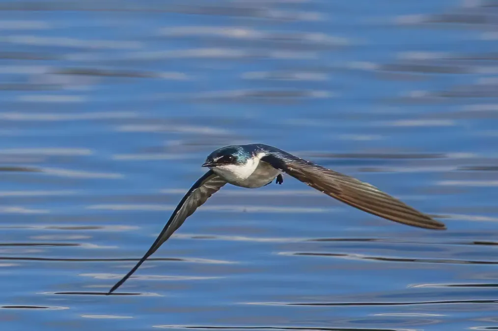 File:Mangrove swallow (Tachycineta albilinea) in flight Peten 2 E.jpg