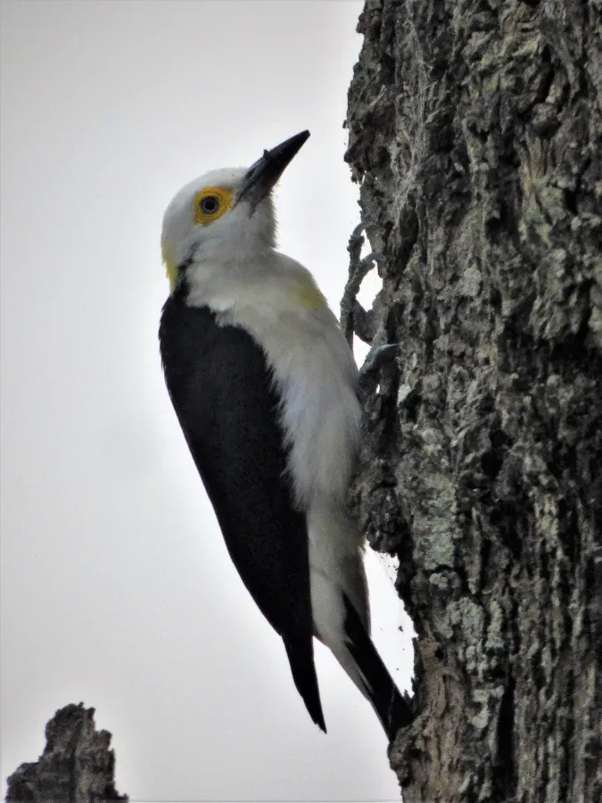 File:Carpintero blanco (Melanerpes candidus), zoológico de San Carlos, Uruguay, 2017.jpg