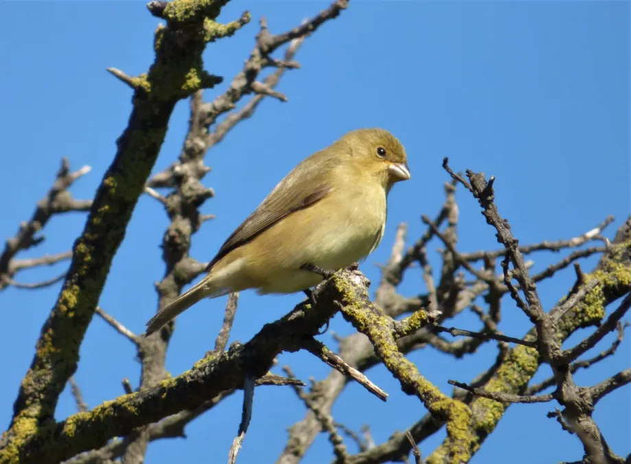File:Corbatita hembra (Sporophila caerulescens), Uruguay, 2022.jpg