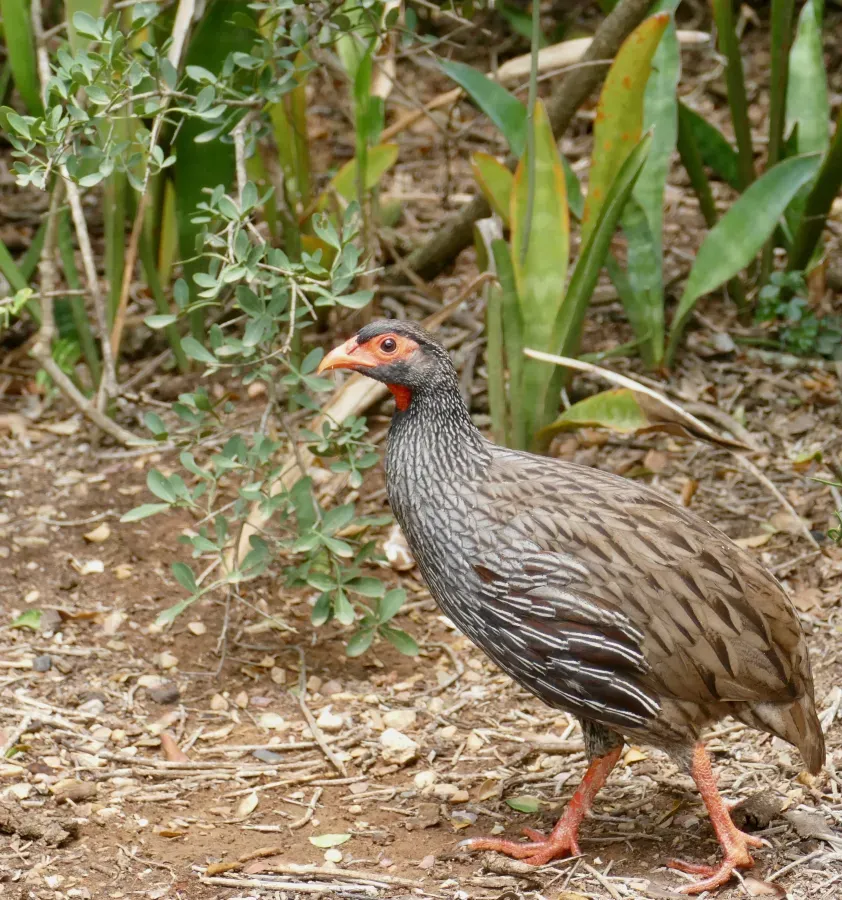 File:Red-necked Spurfowl (Pternistis afer) (52844654144).jpg