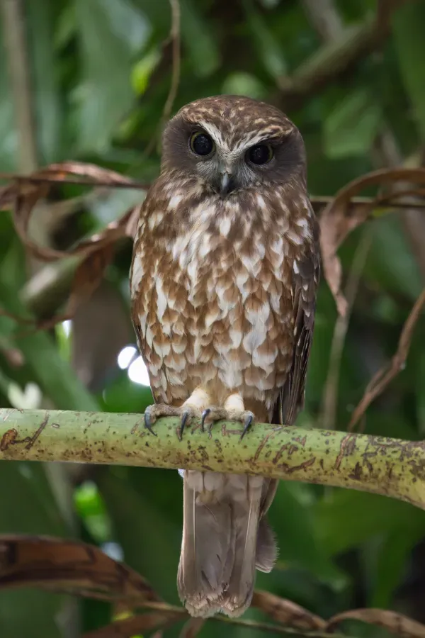 File:Ninox connivens - AndrewMercer - DSC17370.jpg