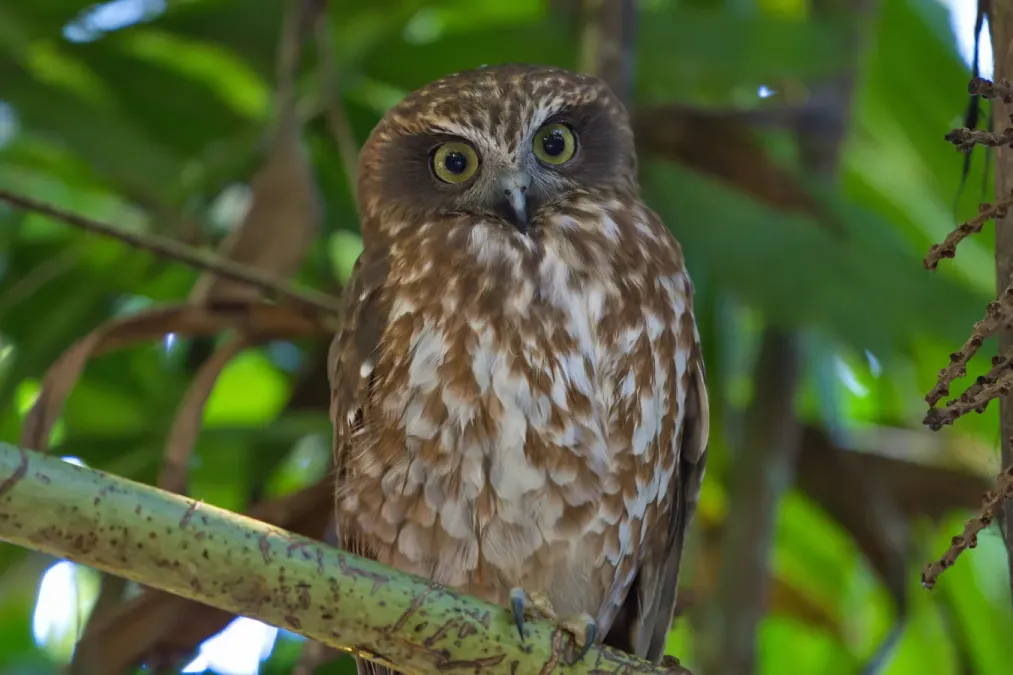 File:Ninox connivens - AndrewMercer - DSC17445.jpg
