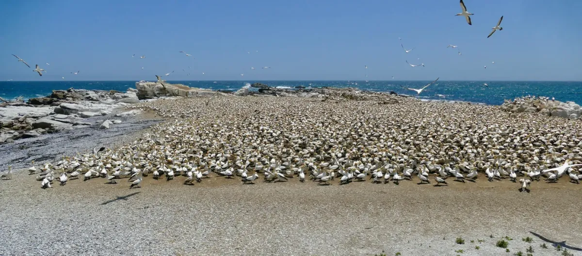 File:Cape Gannets (Morus capensis) breeding colony ... - 51639161914.jpg