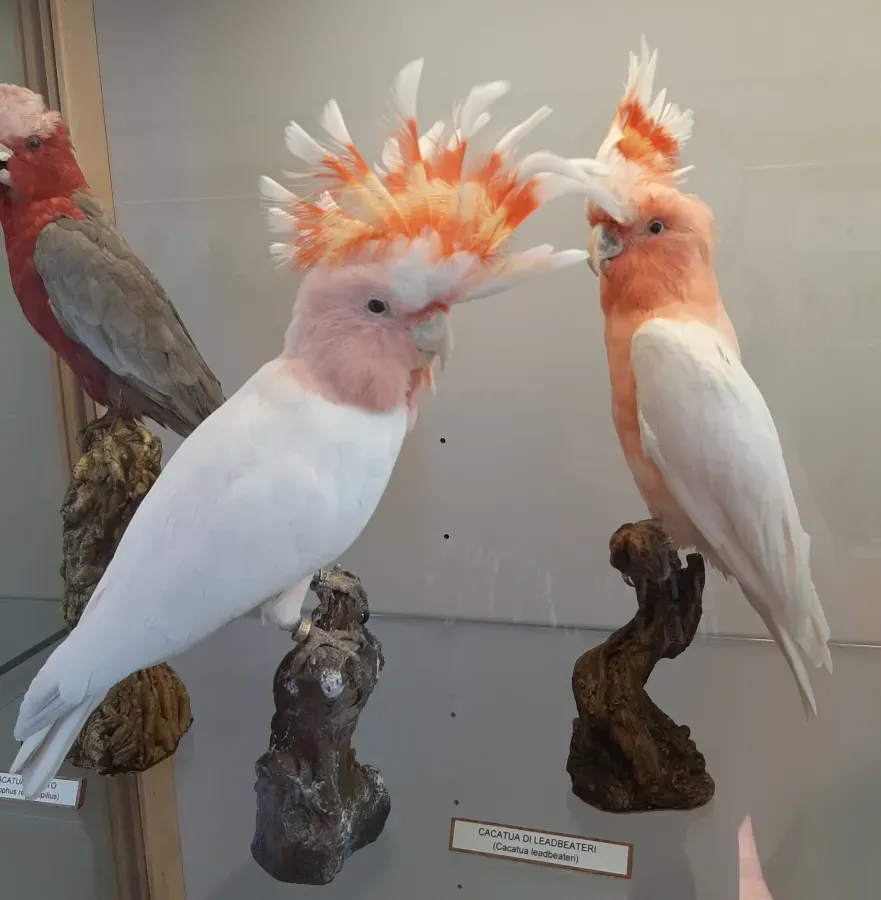 File:Cacatua di Leadbeateri (Cacatua leadbeateri) 01.jpg
