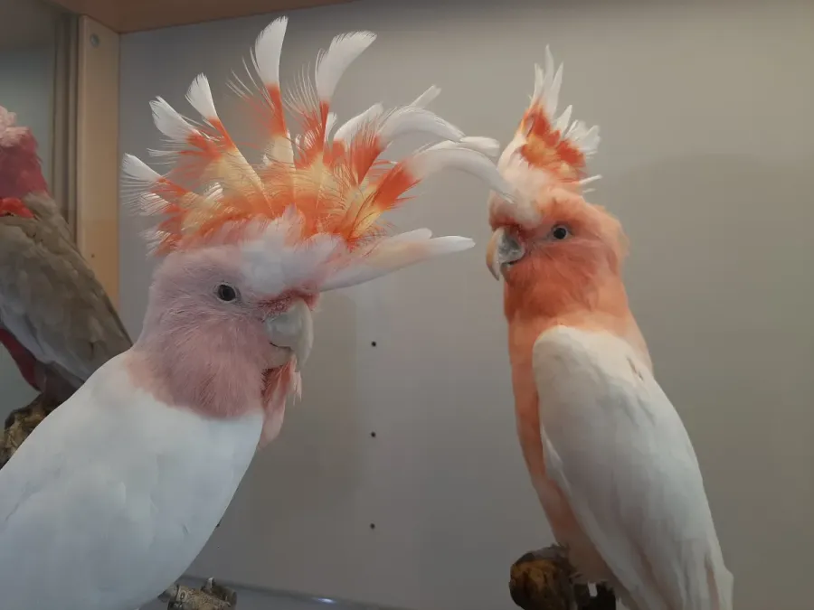 File:Cacatua di Leadbeateri (Cacatua leadbeateri) 02.jpg