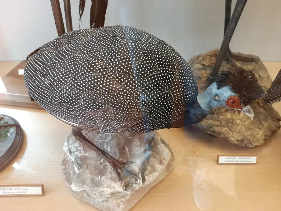 File:Faraona crestata (Guttera pucherani).jpg