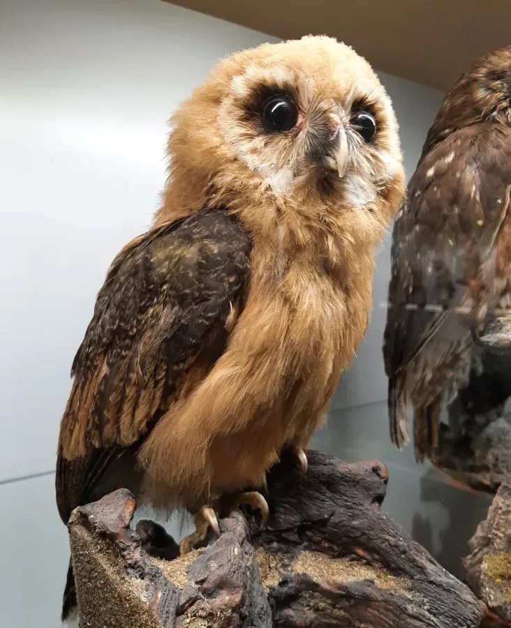 File:Pulcino di allocco marezzato (Strix virgata).jpg