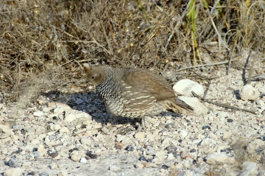 File:Callipepla squamata squamata, Charcas, San Luis Potosí, Mexico 1.jpg