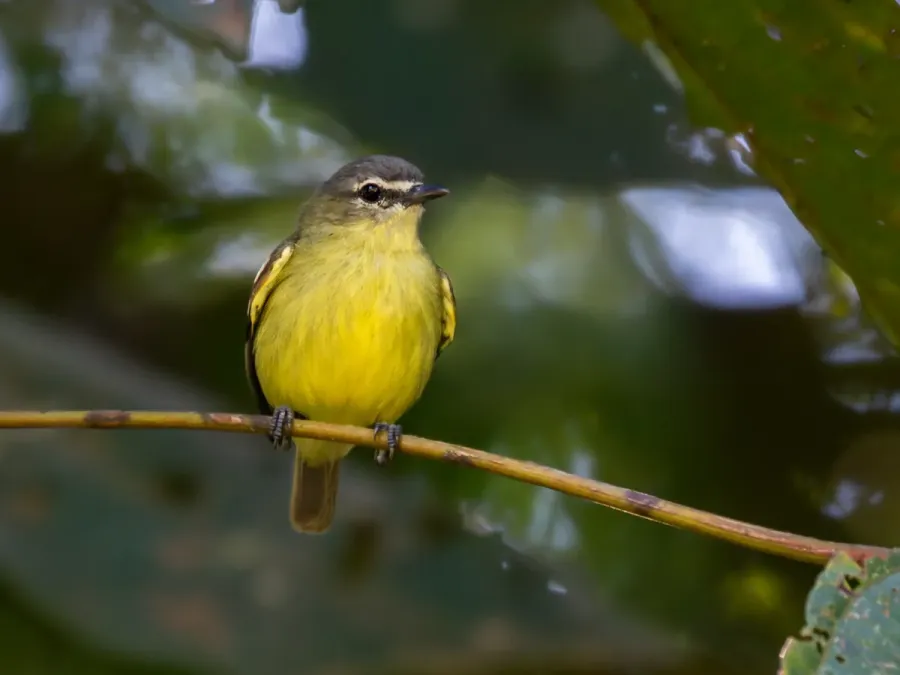 File:Ornithion inerme White-lored Tyrannulet; Porto Velho, Rondônia, Brazil.jpg