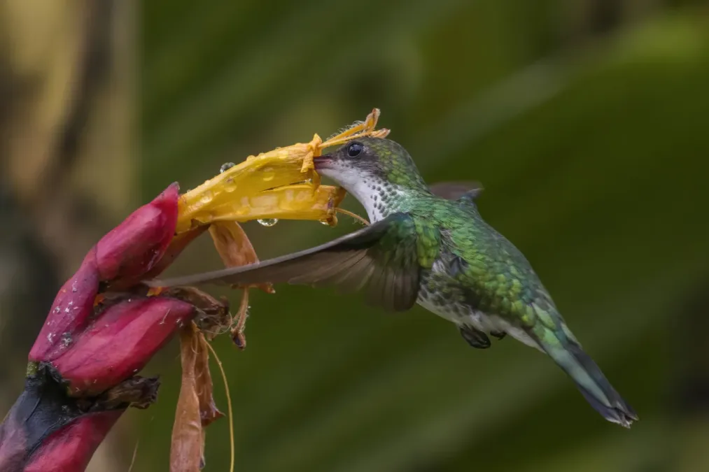 File:Red-billed streamertail (Trochilus polytmus) female in flight 3.jpg
