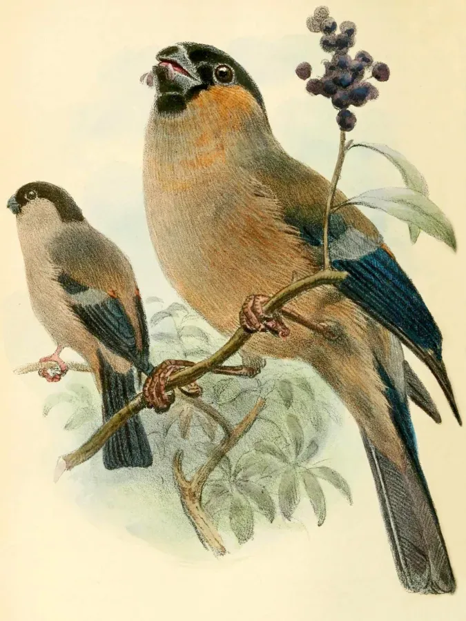 File:Pyrrhula murina 2.jpg