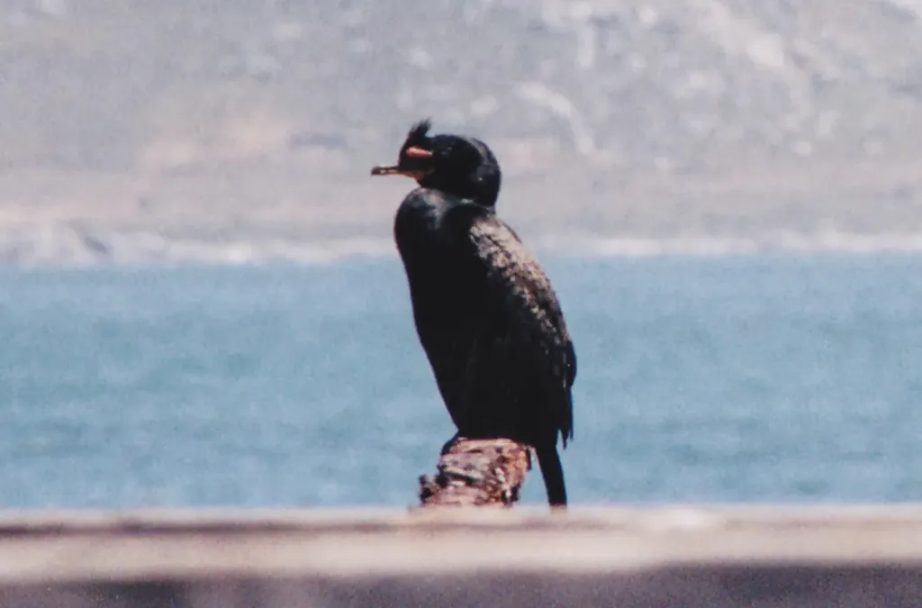 File:Crowned Cormorant (Microcarbo coronatus) - 8605555439.jpg
