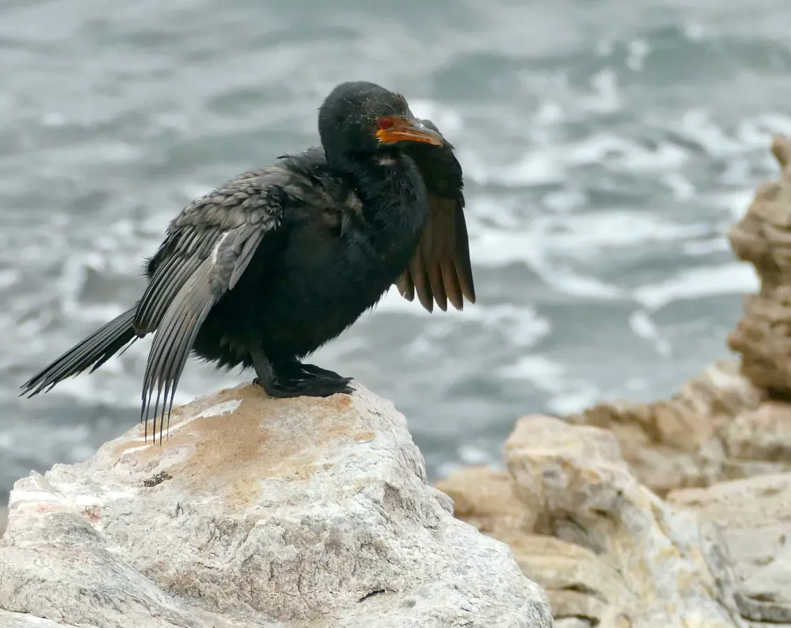 File:Crowned Cormorant (Microcarbo coronatus) - 51717507034.jpg