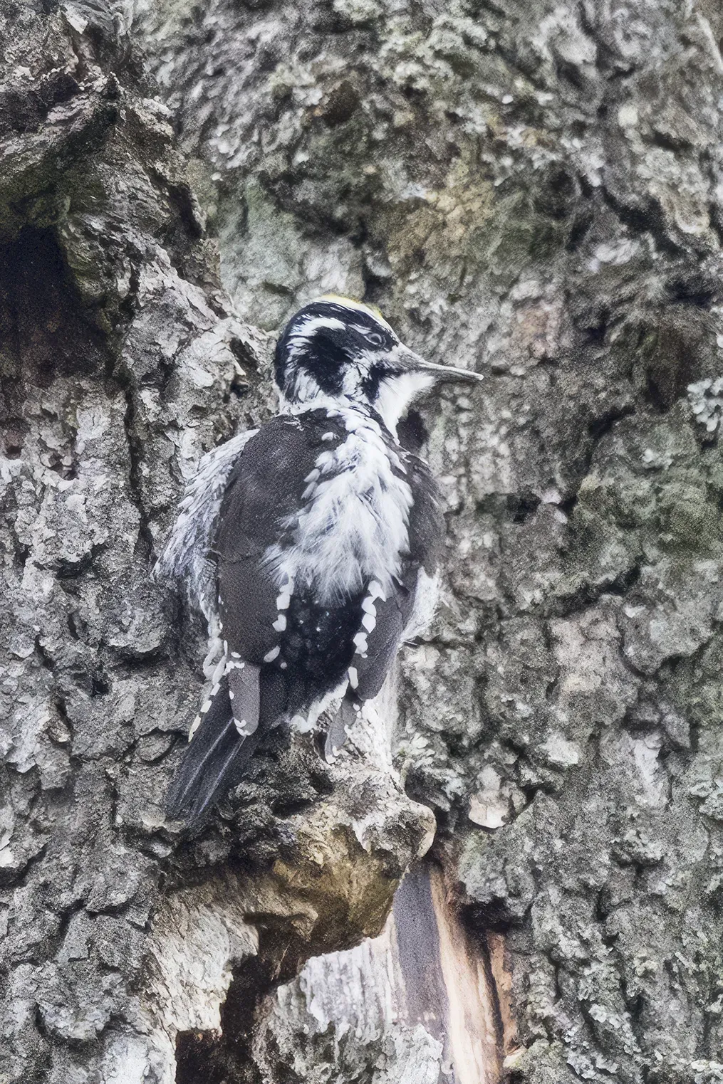 File:Eurasian three-toed woodpecker (Picoides tridactylus) male Białowieza.jpg