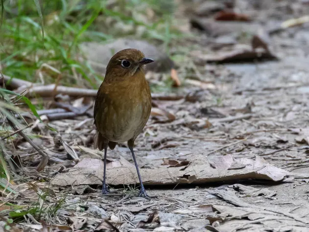 File:Grallaria spatiator Sierra Nevada Antipitta; Santa Marta, Colombia (cropped).jpg