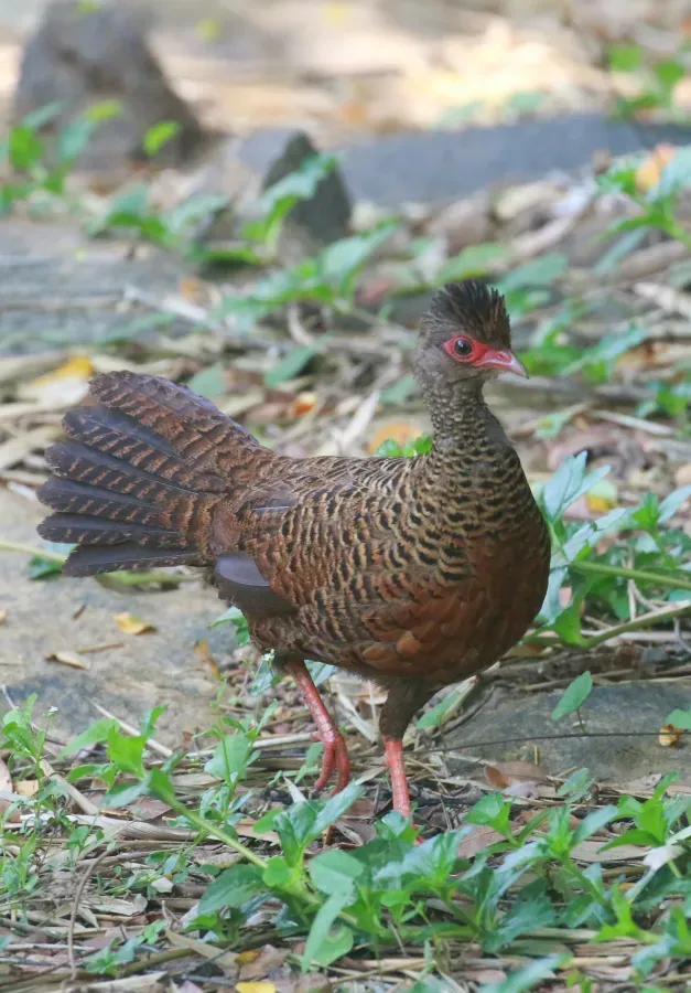 File:Red spurfowl (Galloperdix spadicea).jpg