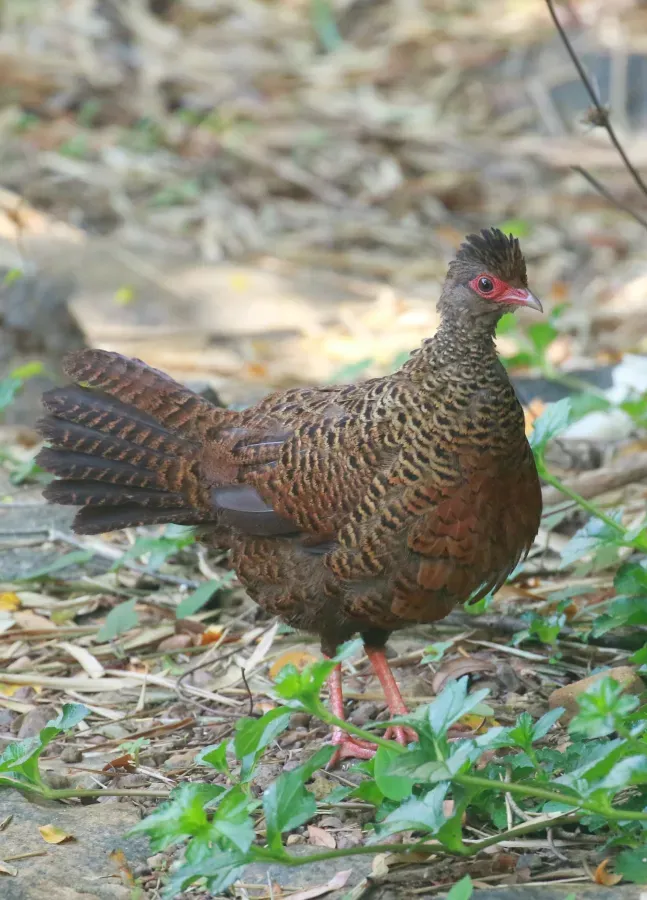 File:Galloperdix spadicea-red spurfowl.jpg