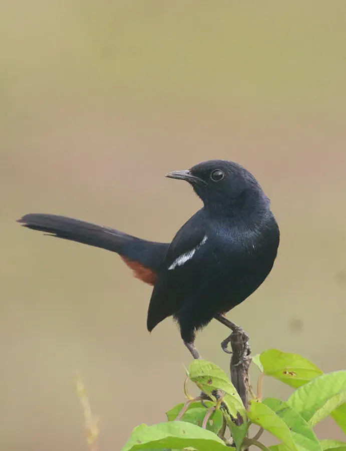 File:Indian robin ,(Copsychus fulicatus).jpg