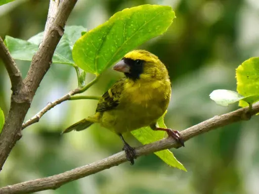 File:Crithagra capistrata 746769.jpg