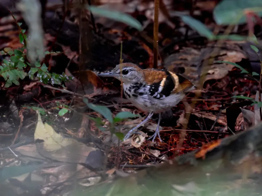 File:Dichrozona cincta Banded Antbird (male); Jaci-Parana, Porto Velho, Rondônia, Brazil 02.jpg