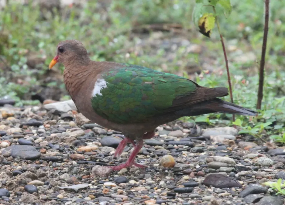 File:Chalcophaps longirostris timorensis at Karabella, Timor-Leste.jpg