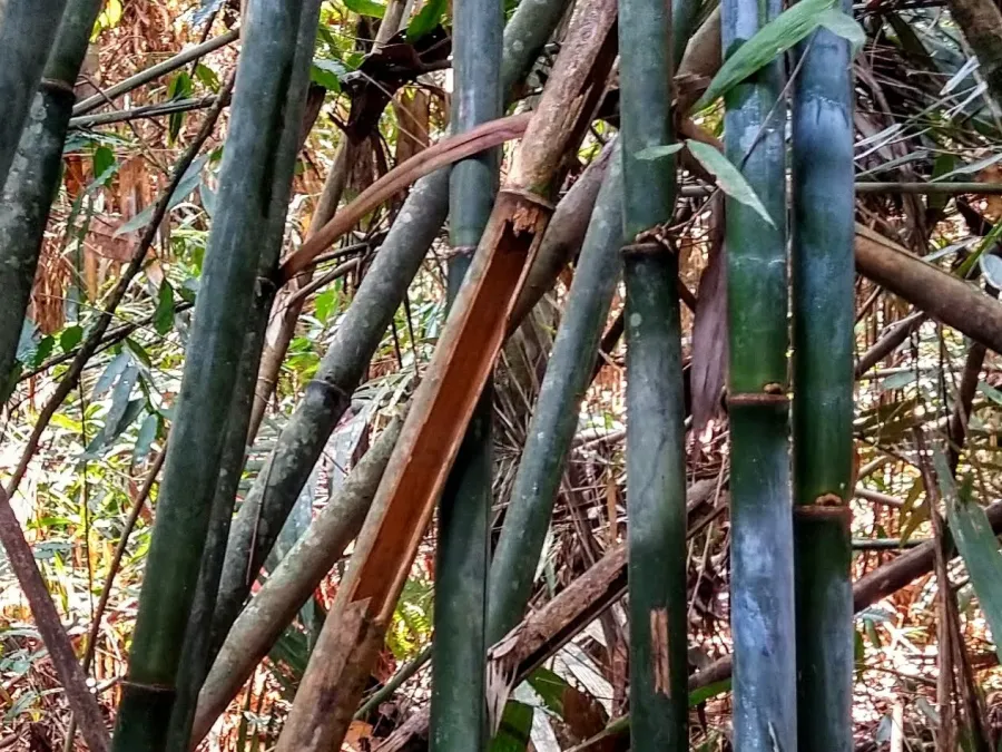 File:Clytoctantes atrogularis, bamboo feeding, Jaci-Paraná, Rondônia.jpg