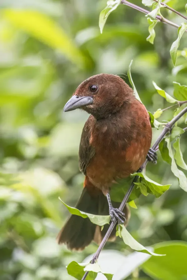 File:Crimson-backed tanager (Ramphocelus dimidiatus isthmicus) female.jpg