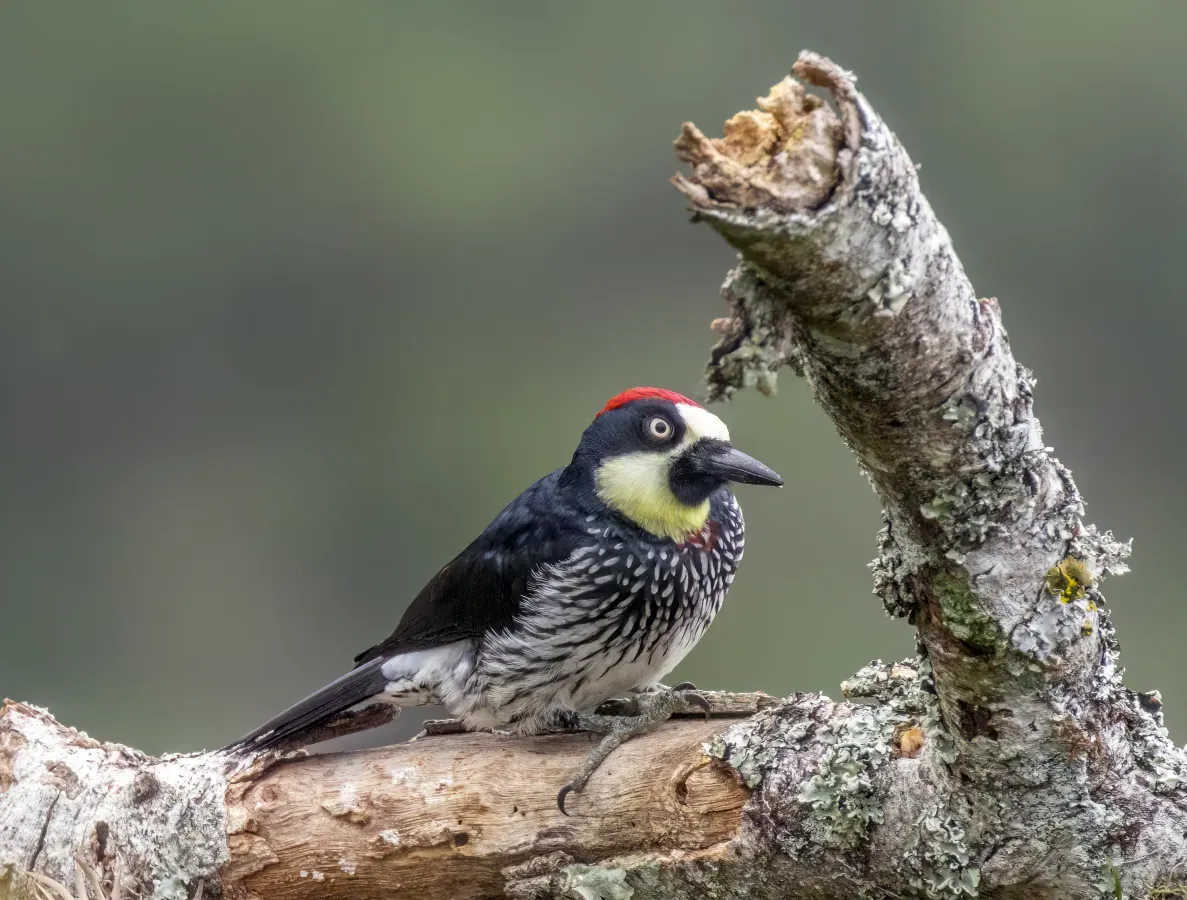 File:Acorn woodpecker (Melanerpes formicivorus striatipectus) male.jpg