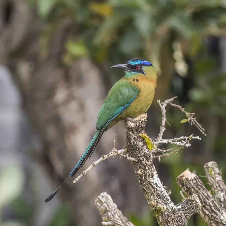 File:Lesson's motmot (Momotus lessonii lessonii) 2.jpg