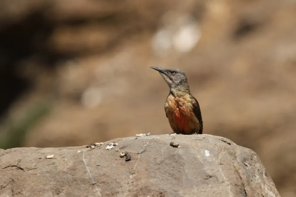 File:Geocolaptes olivaceus 93100907.jpg