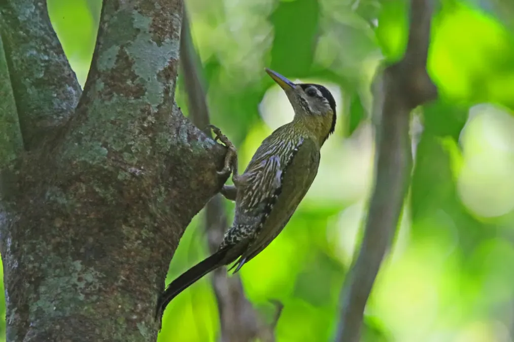 File:Picus viridanus 105162009.jpg